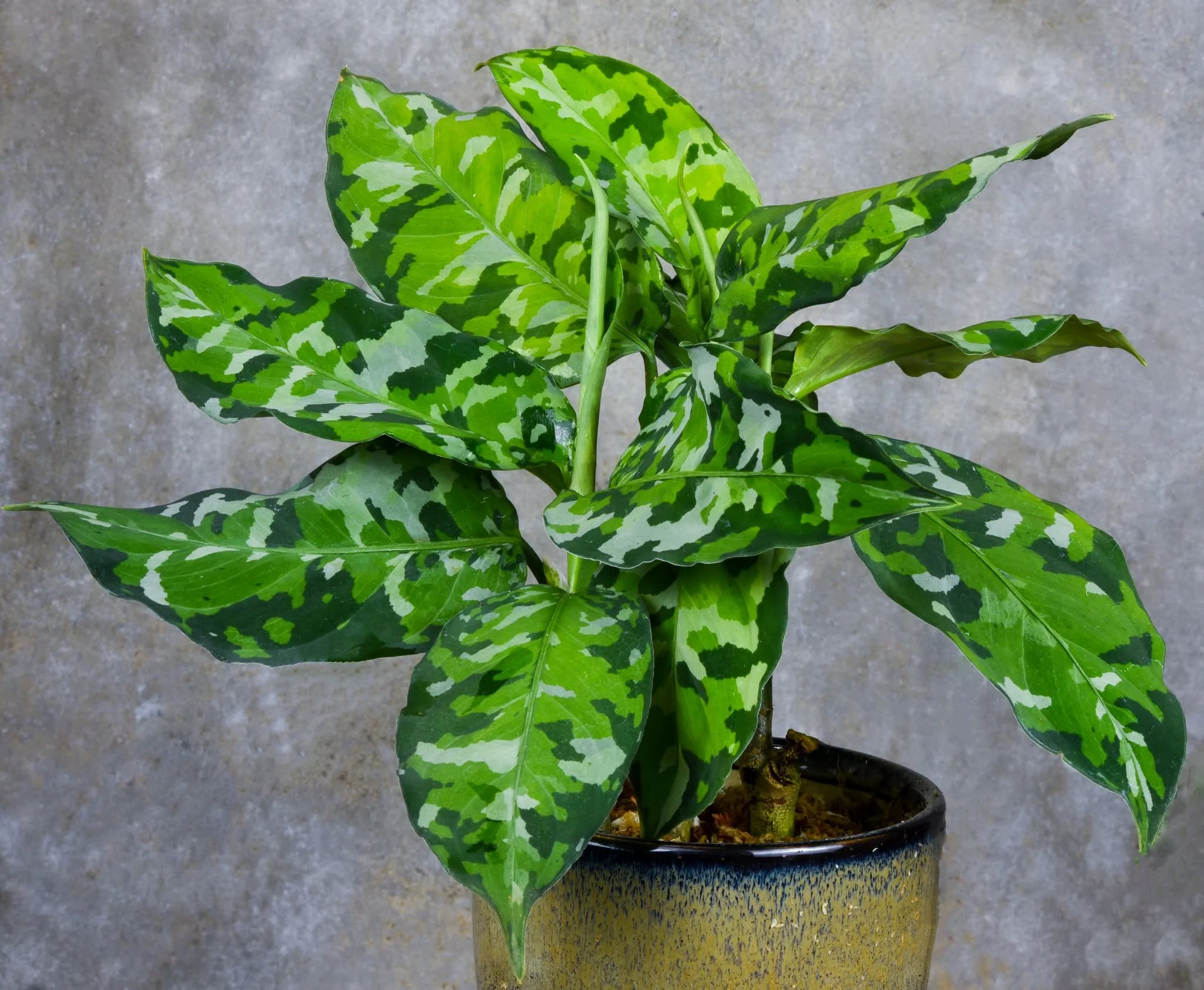 Aglaonema-pictum-tricolor+1.